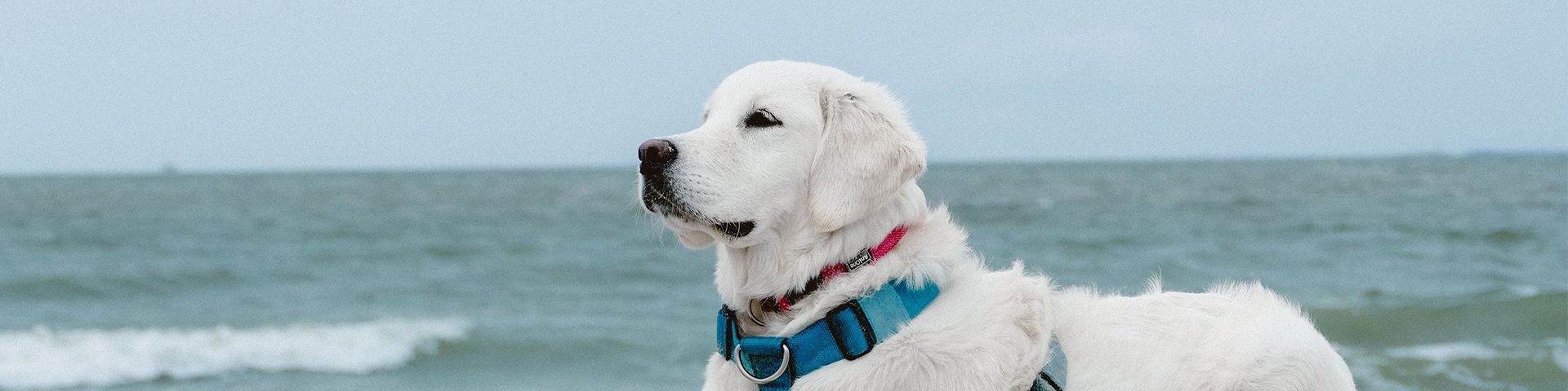 Labrador op strand met blauwe lucht