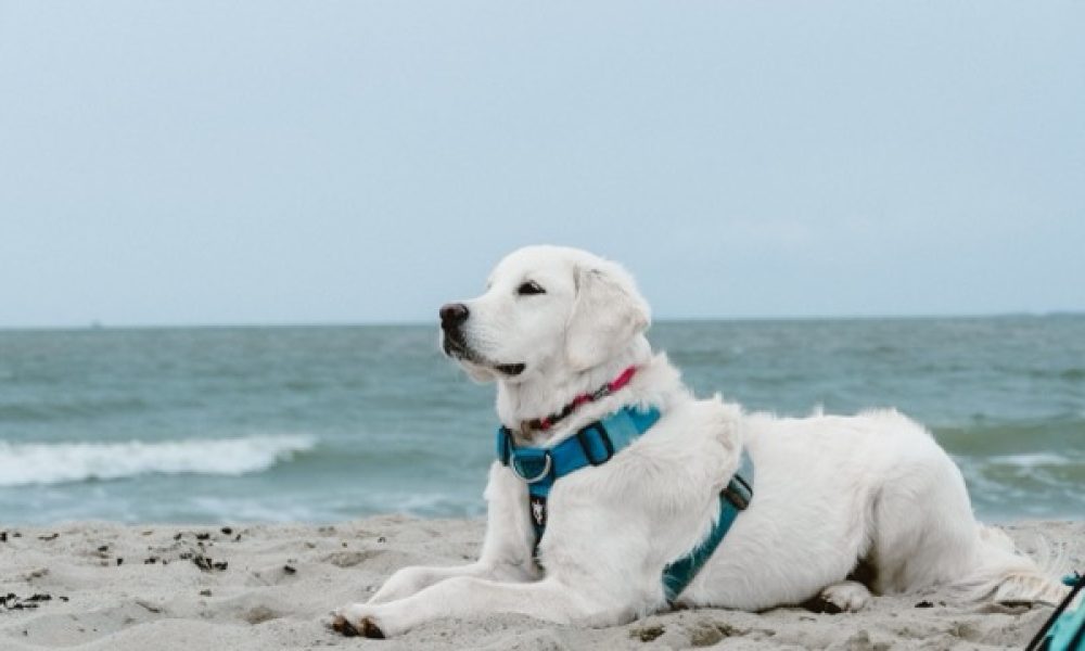 Hond ligt op strand met blauwe lucht